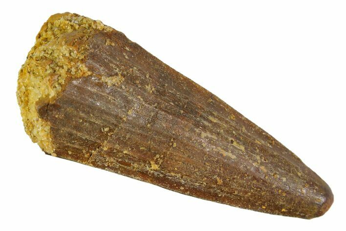 Cretaceous Fossil Crocodile Tooth - Morocco #163816